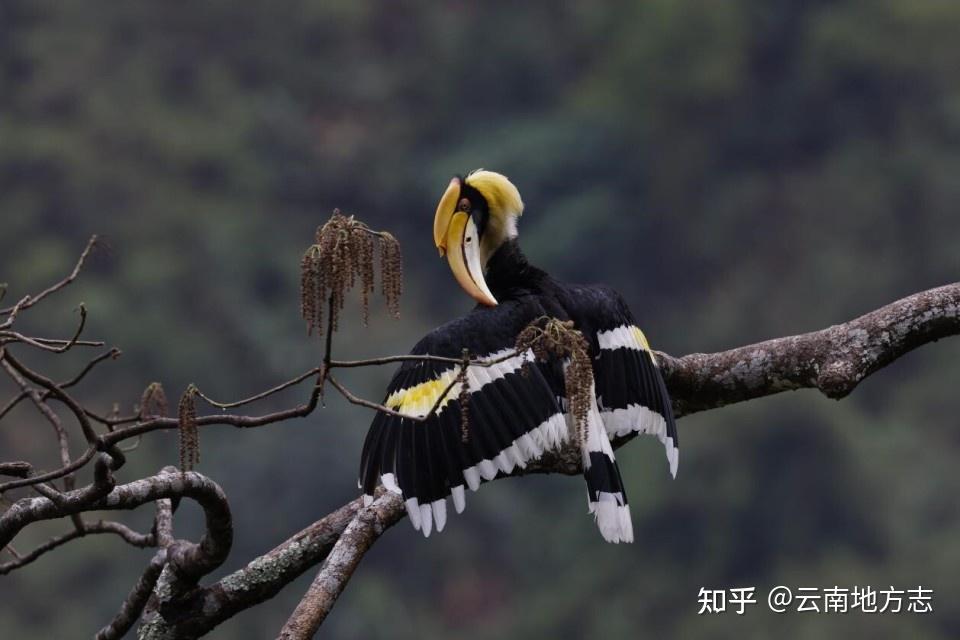 云南野生动物旗舰物种——双角犀鸟 |《美丽云南》（第三季） - 知乎