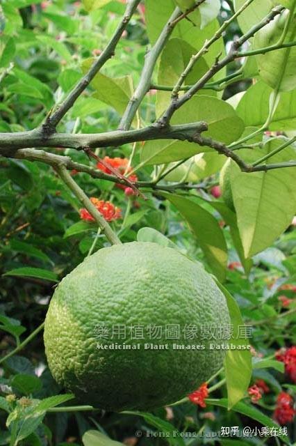香橼(中药材资料、植物图像) - 知乎