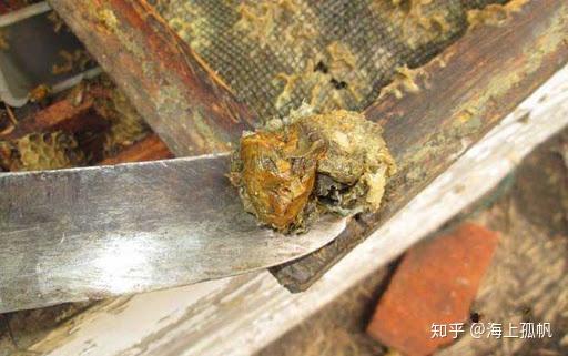 最不值得买的澳洲保健品之"澳洲蜂胶"