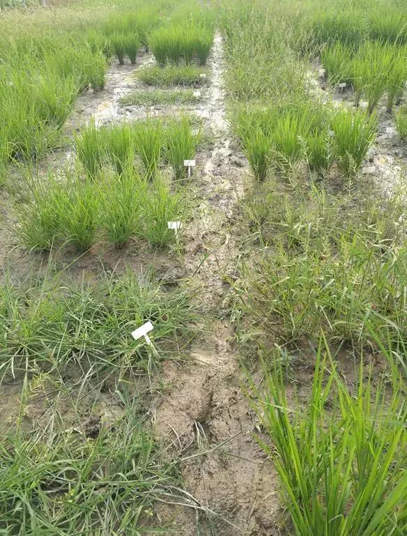 田间不同姿态的杂草