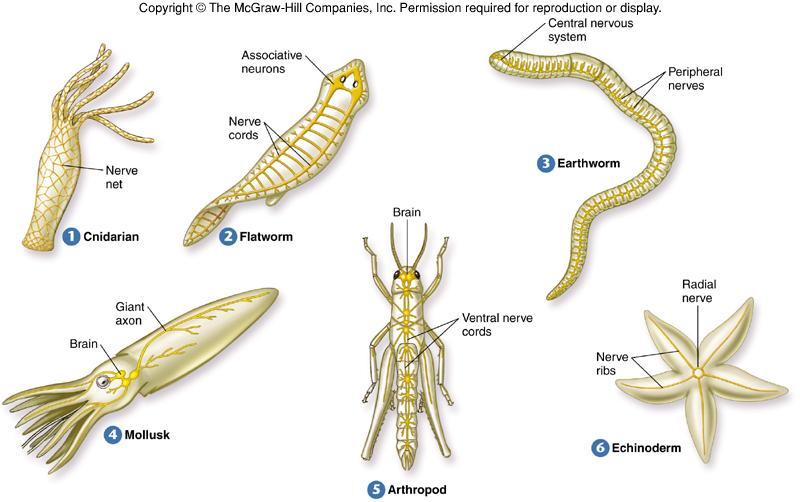 图说神经系统nervoussystem无脊椎动物
