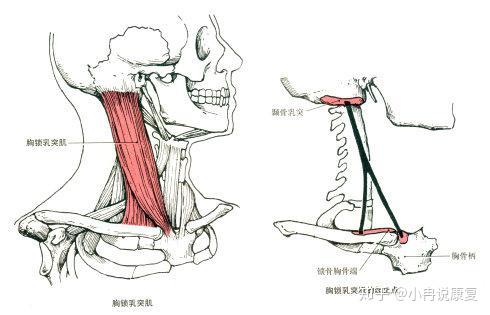 肌肉功能冷知识 代偿呼吸的胸小肌 斜角肌 胸锁乳突肌 知乎