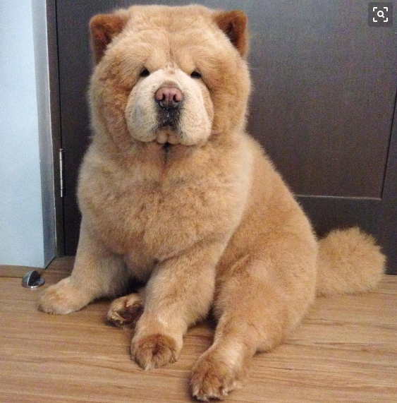 新手挑选纯种松狮犬须知三个小知识 知乎 新手挑选纯种松狮犬须知三个小知识 知乎