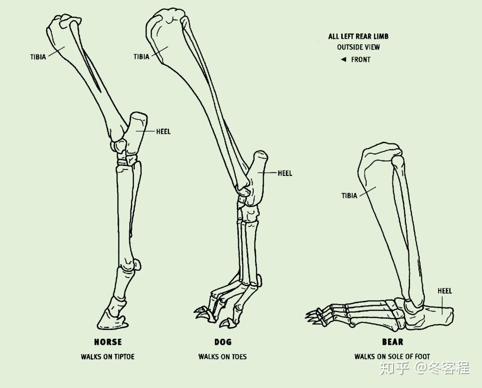 动物骨骼-后足 - 知乎