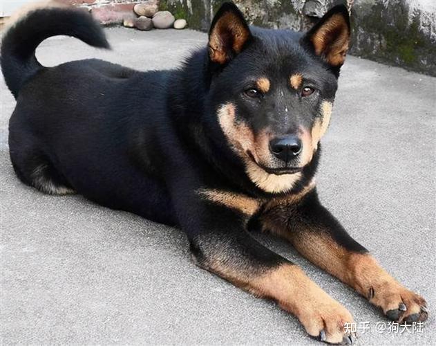 这5种"国产狗子",好养便宜又好看,一点都不比洋狗差 - 知乎