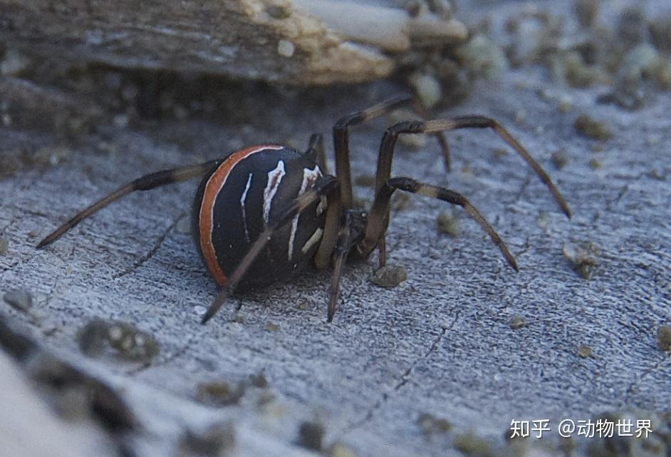 毒性极强的卡提波蜘蛛