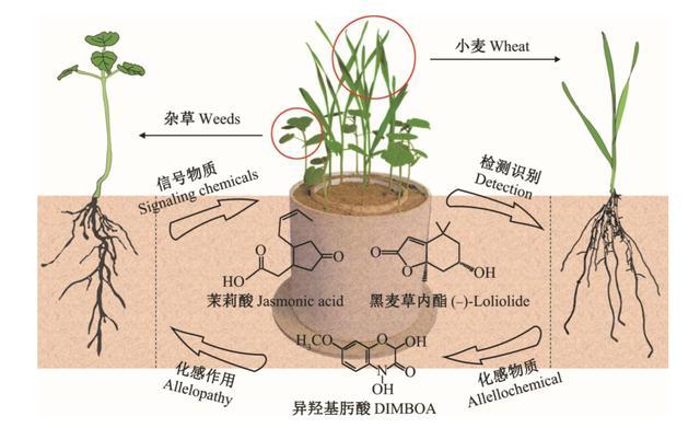 植物的「化感作用」
