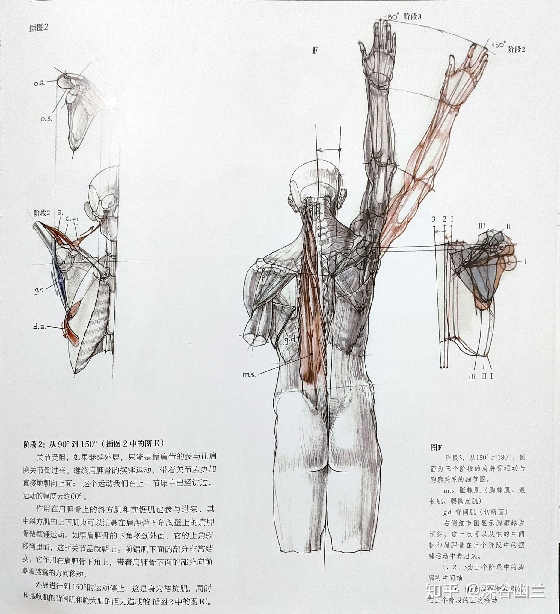 肩胛骨内收外展示意图图片