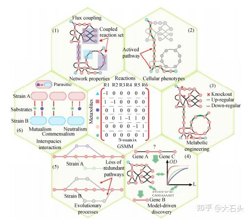 基因尺度代谢网络模型 - 知乎