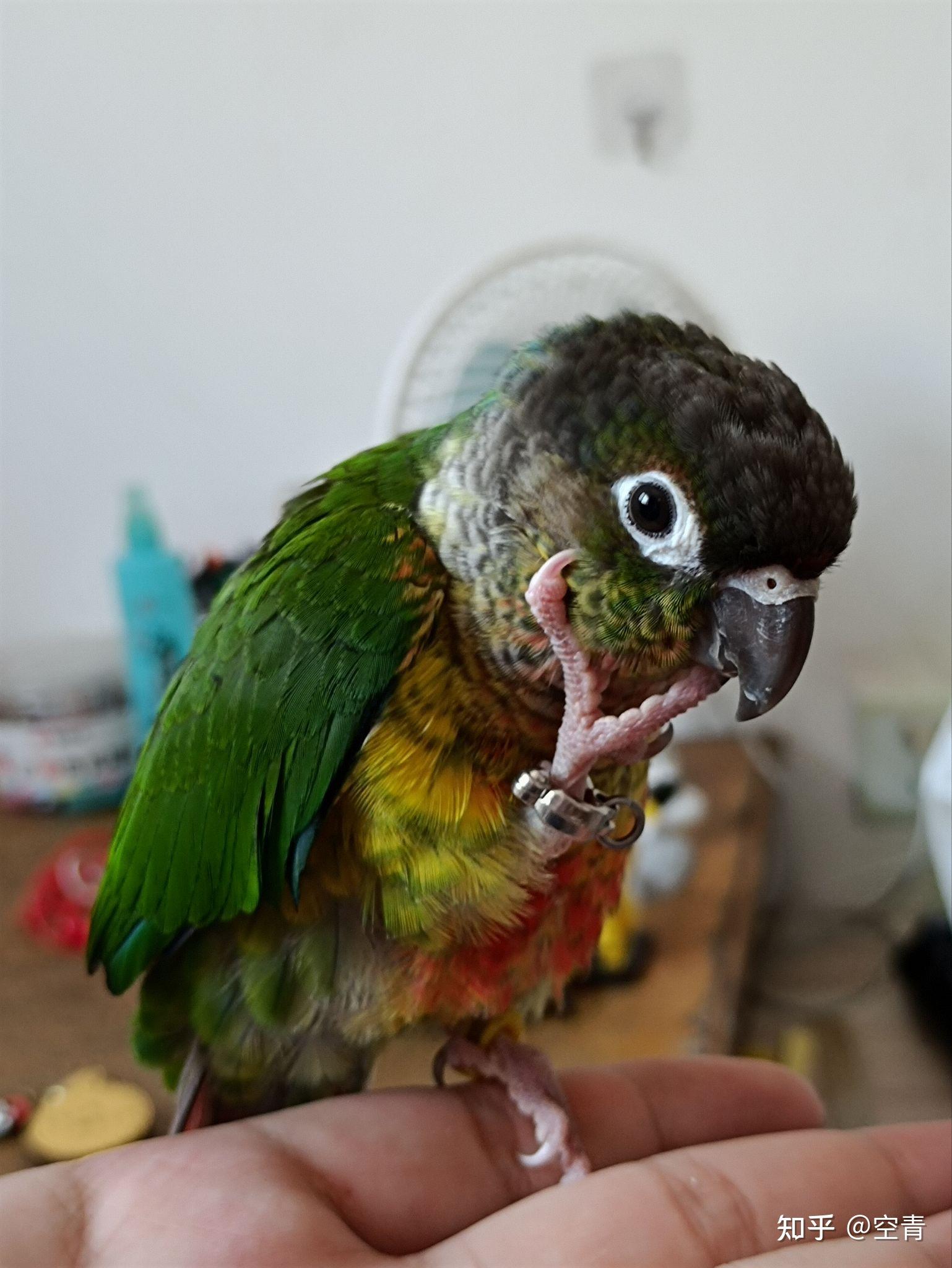 黄边小太阳鹦鹉成长记录