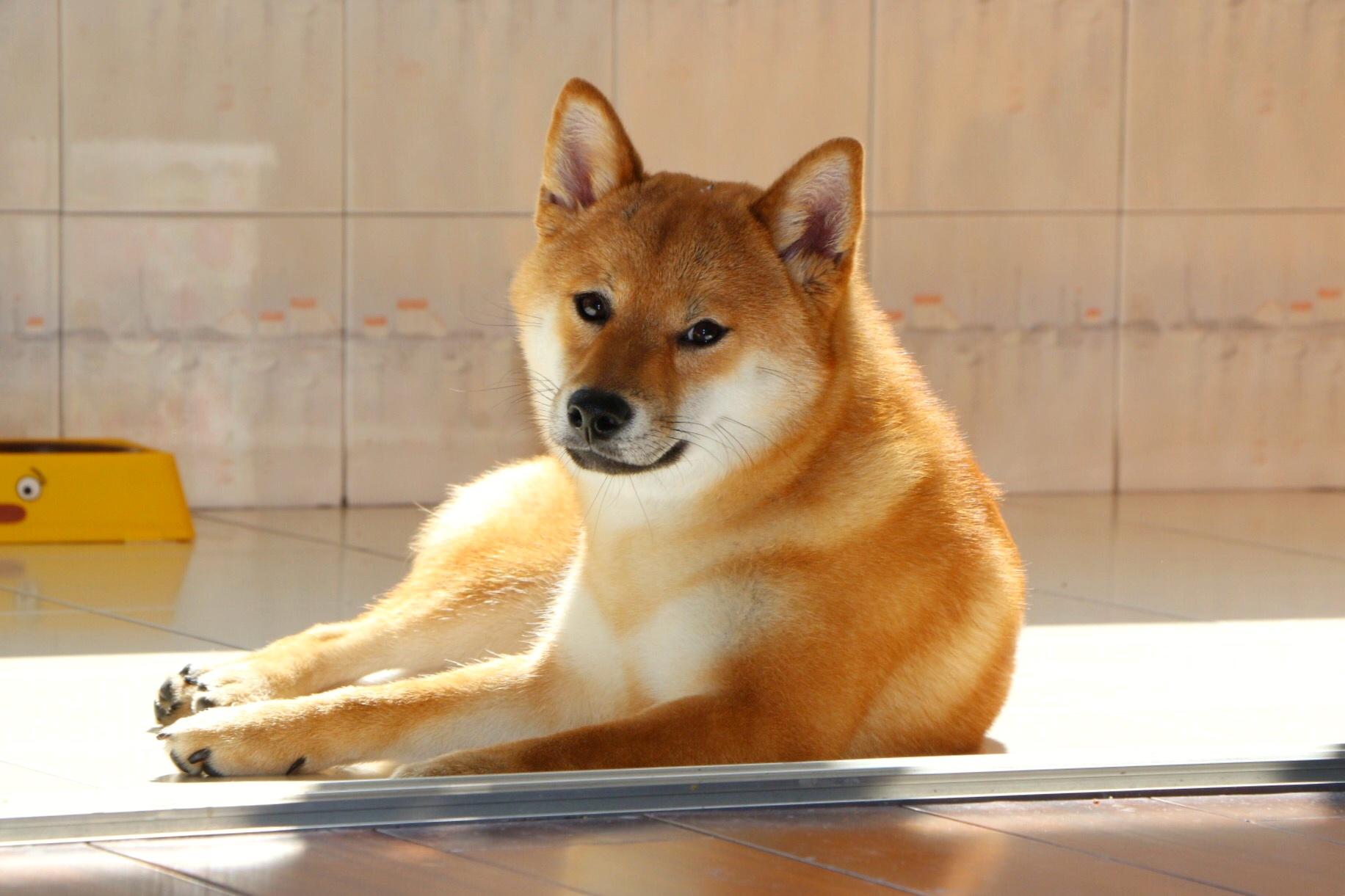 世界名犬：马尔济斯犬（大图壁纸） - 书法&绘画 - 华声论坛