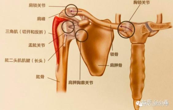 肩部复合体由四个关节联合构成:盂肱关节(gh),肩胛胸廓关节(st),肩锁