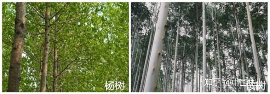 生长速度只服泓森槐,一年能长3米多,但为什么有人却不敢种 - 知乎