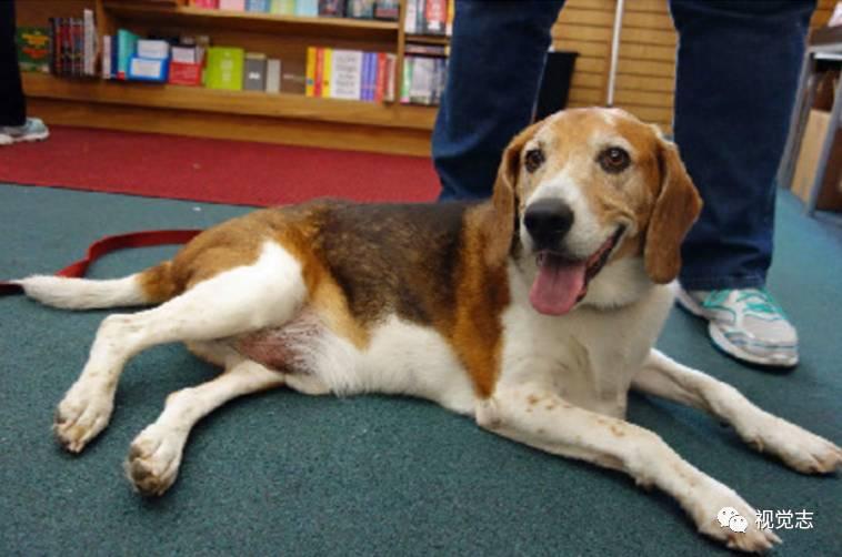 别在最美好的年纪胖成一只狗