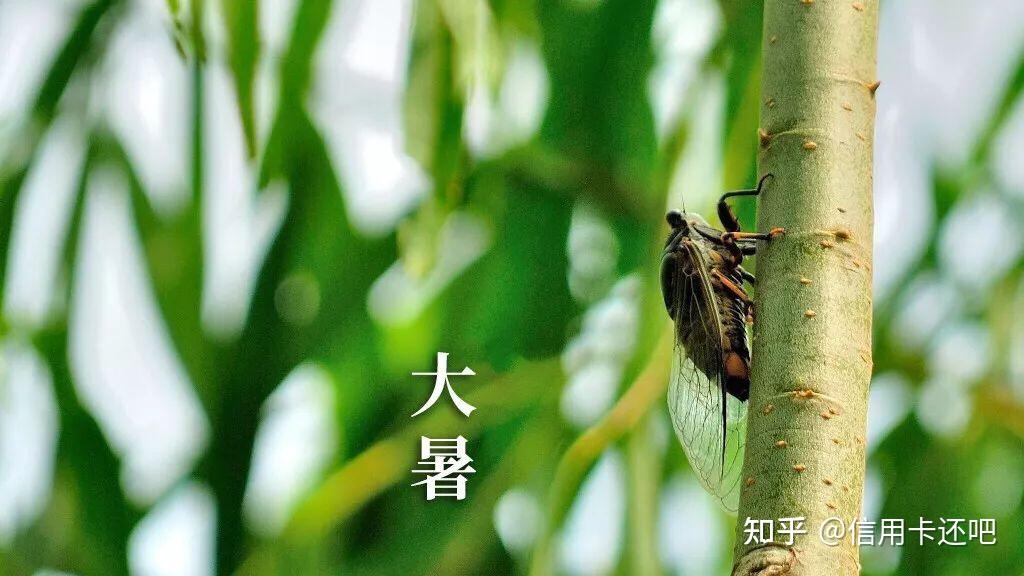 大暑至夏正浓