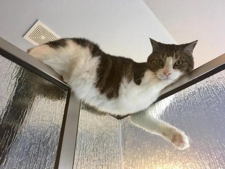 猫为什么会在人上厕所时跟着去? 6 v2 c4595129ee731522f2825a2ecc5a05fc 720w