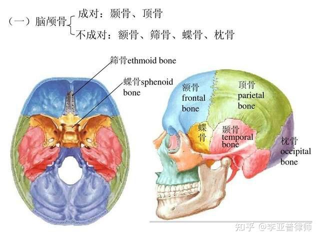 颞骨,颅骨,傻傻分不清楚?颞骨骨折算轻伤吗? - 知乎