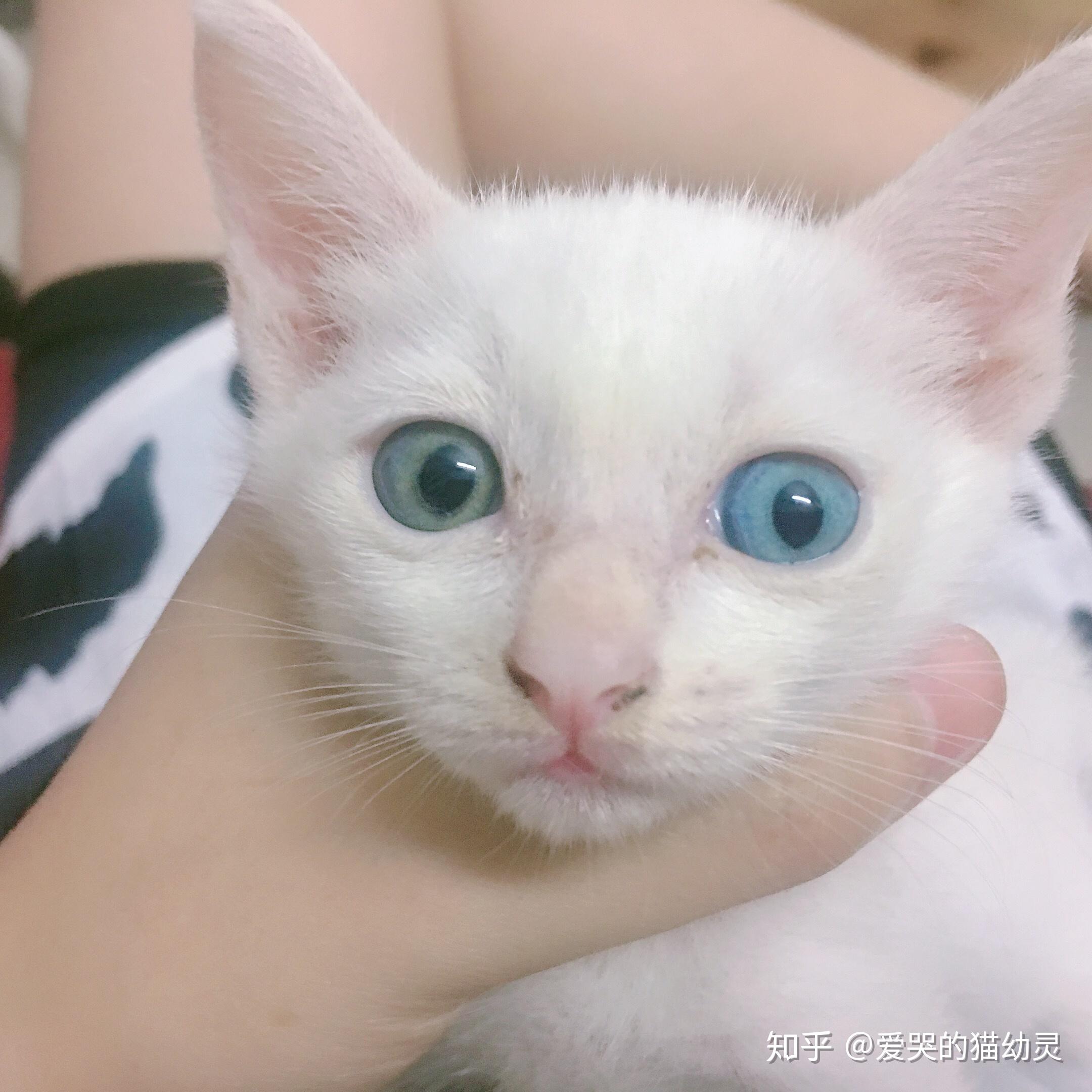 俄罗斯一对异色瞳白猫姐妹花近日在网上爆红