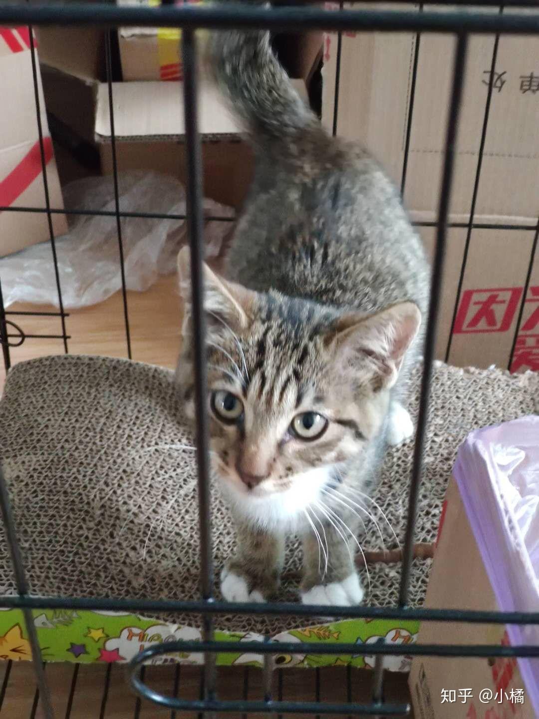 两个月的狸花猫找家