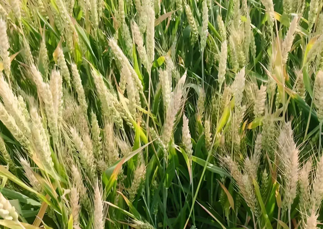 4月小麦抽穗扬花期发黄?别再乱浇水施肥,分清这2种情况,不花冤枉钱 - 知乎