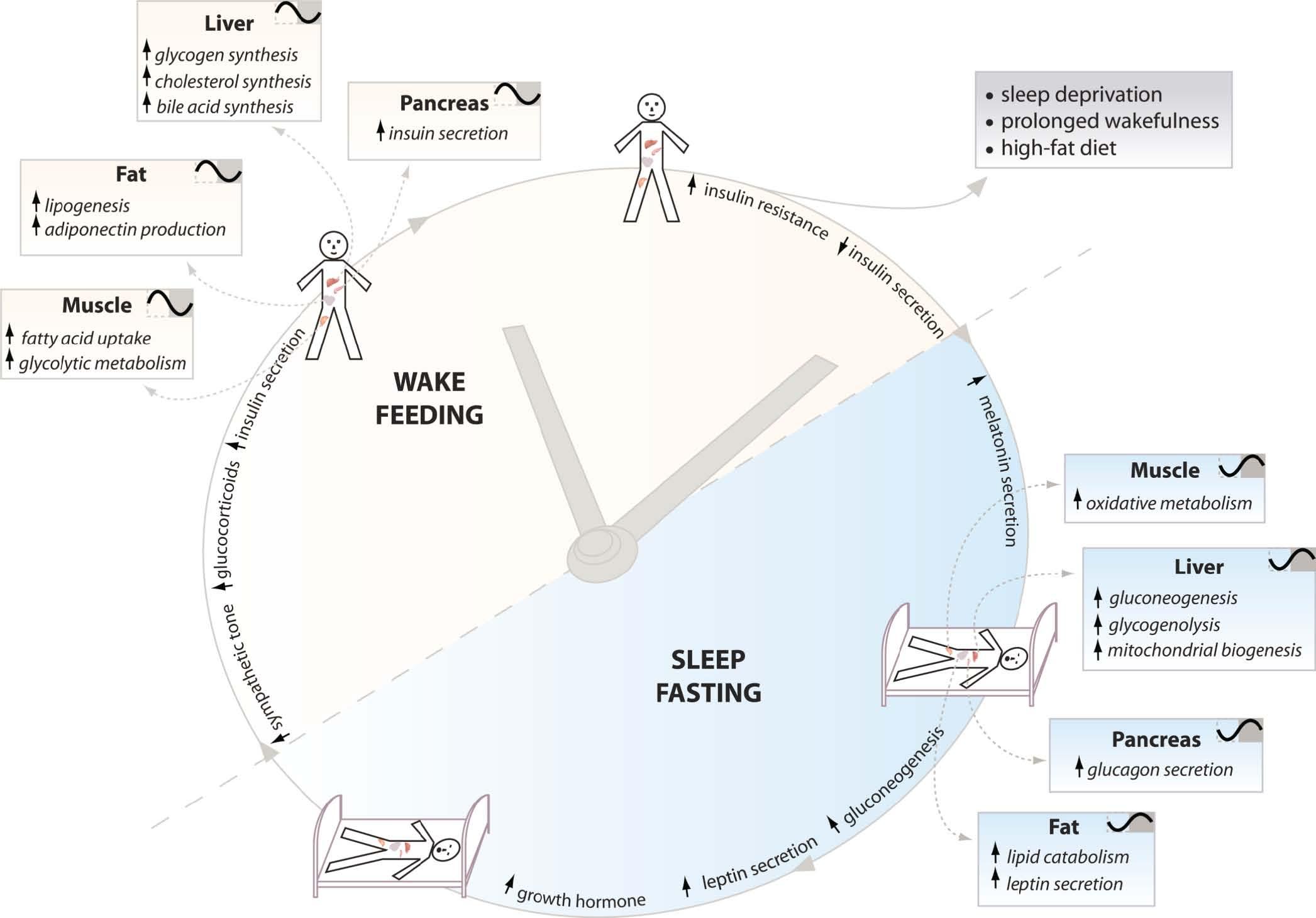 拿诺奖的“昼夜节律”，和肥胖有啥关系？