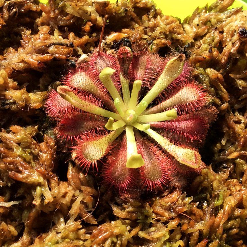 养什么东西比较好【植物或者像乌龟贝壳田螺?