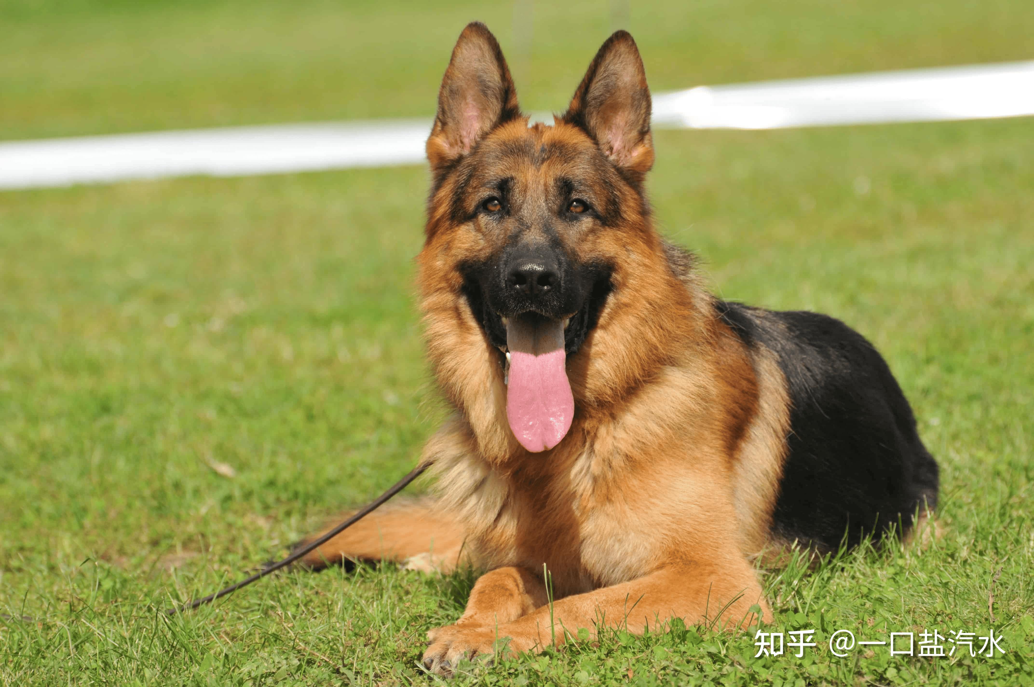 工作犬的天花板狗界的六边形战士