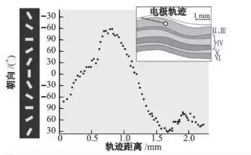 生理66 视觉之父(下)——发现视觉功能柱 - 知乎