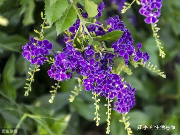 此花名为紫金露 开花量大还好养 紫金露花的花期 腾然网