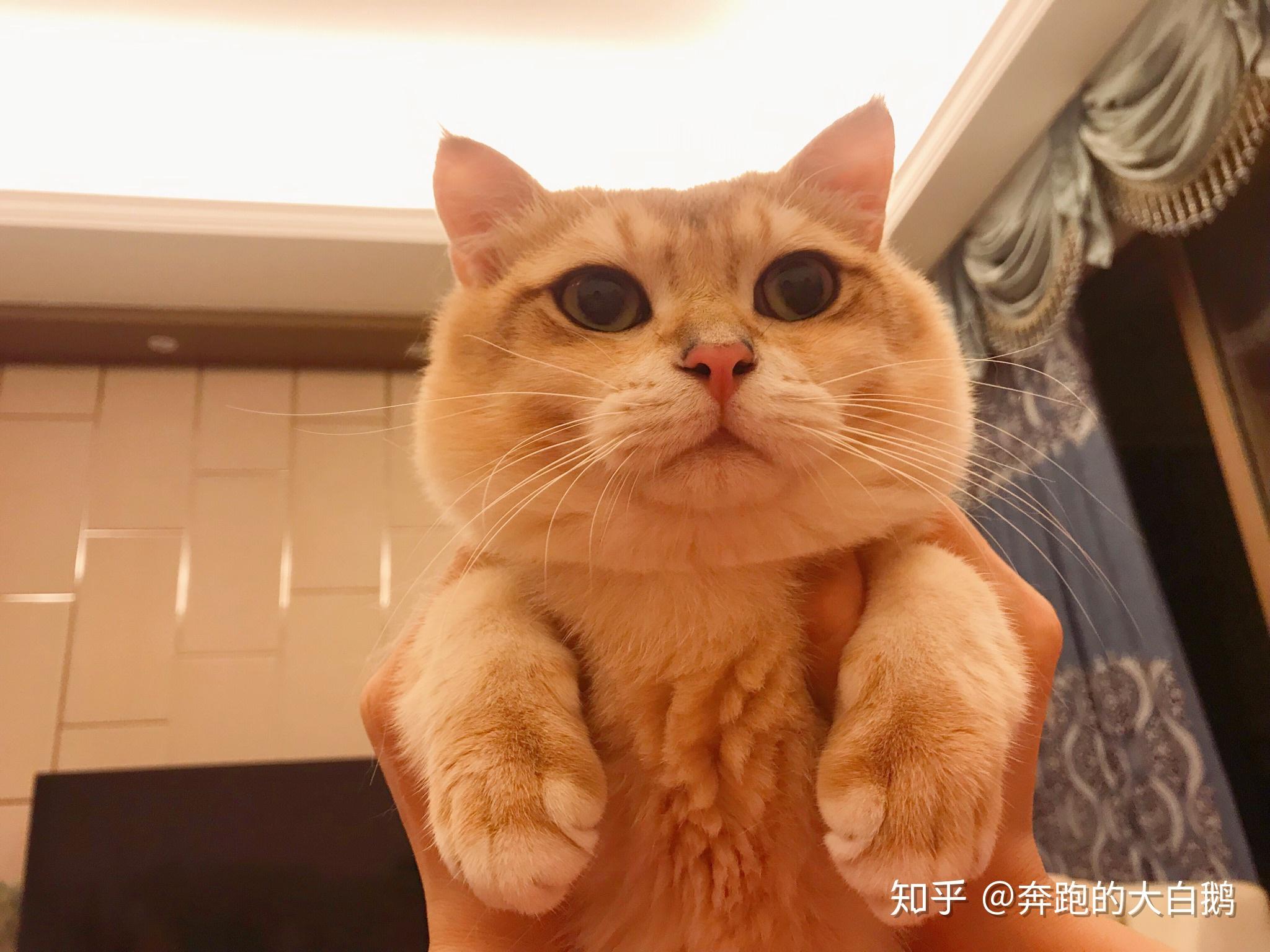 怎么挑选金渐层猫猫 v2-c4a34ce4d4dc9a43af29e3c97f3db483_r.jpg