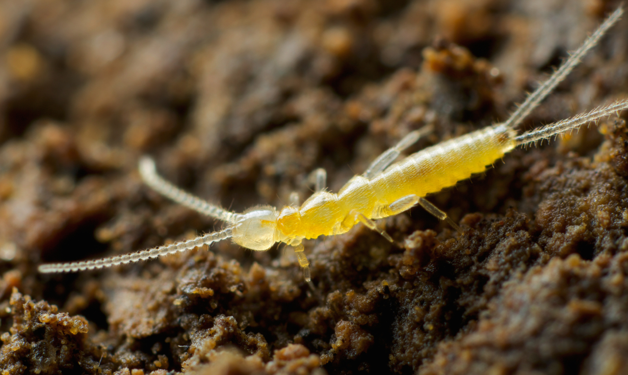 动物篇(18)·节肢动物门·六足亚门