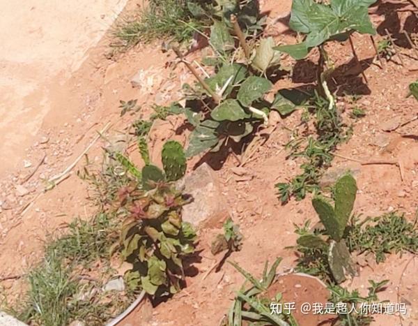 花的生长过程图片从小到大 花的生长过程怎么写 一朵花的成长过程图片