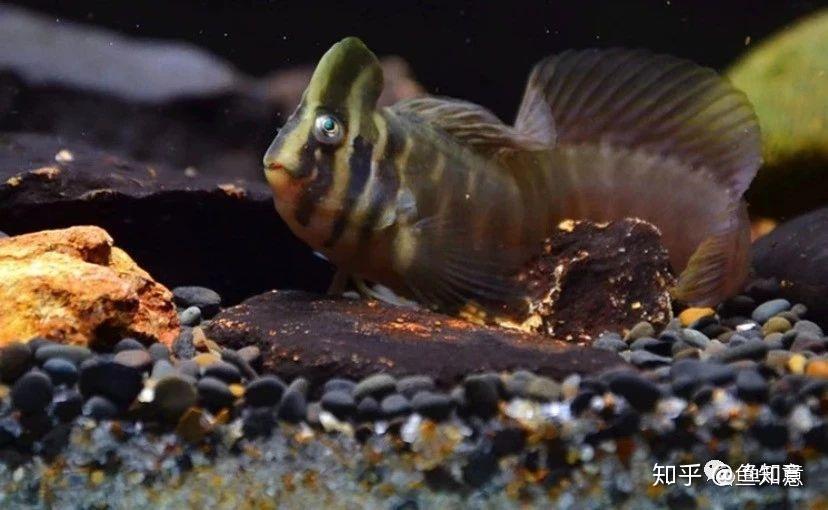 小型观赏鱼奥特曼青蛙鱼