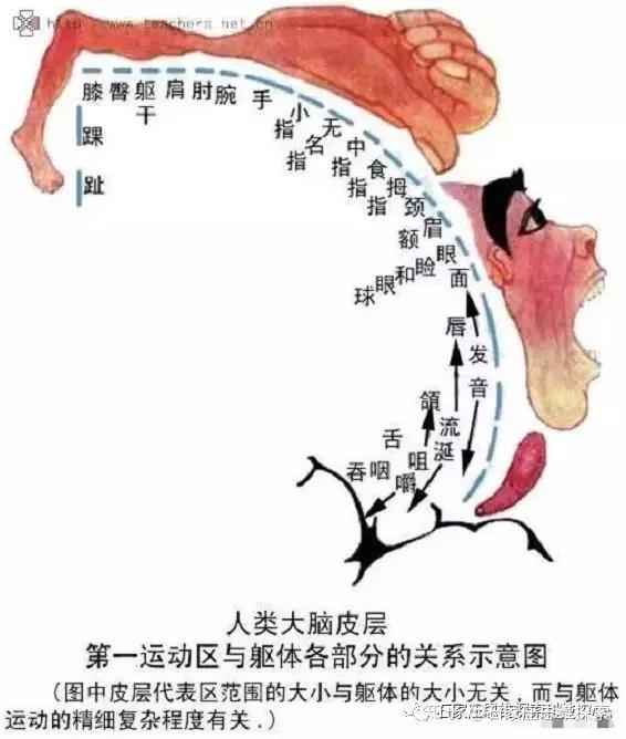 下图为大脑运动区管理的躯体运动的示意图:额叶区和顶叶区由大脑中央