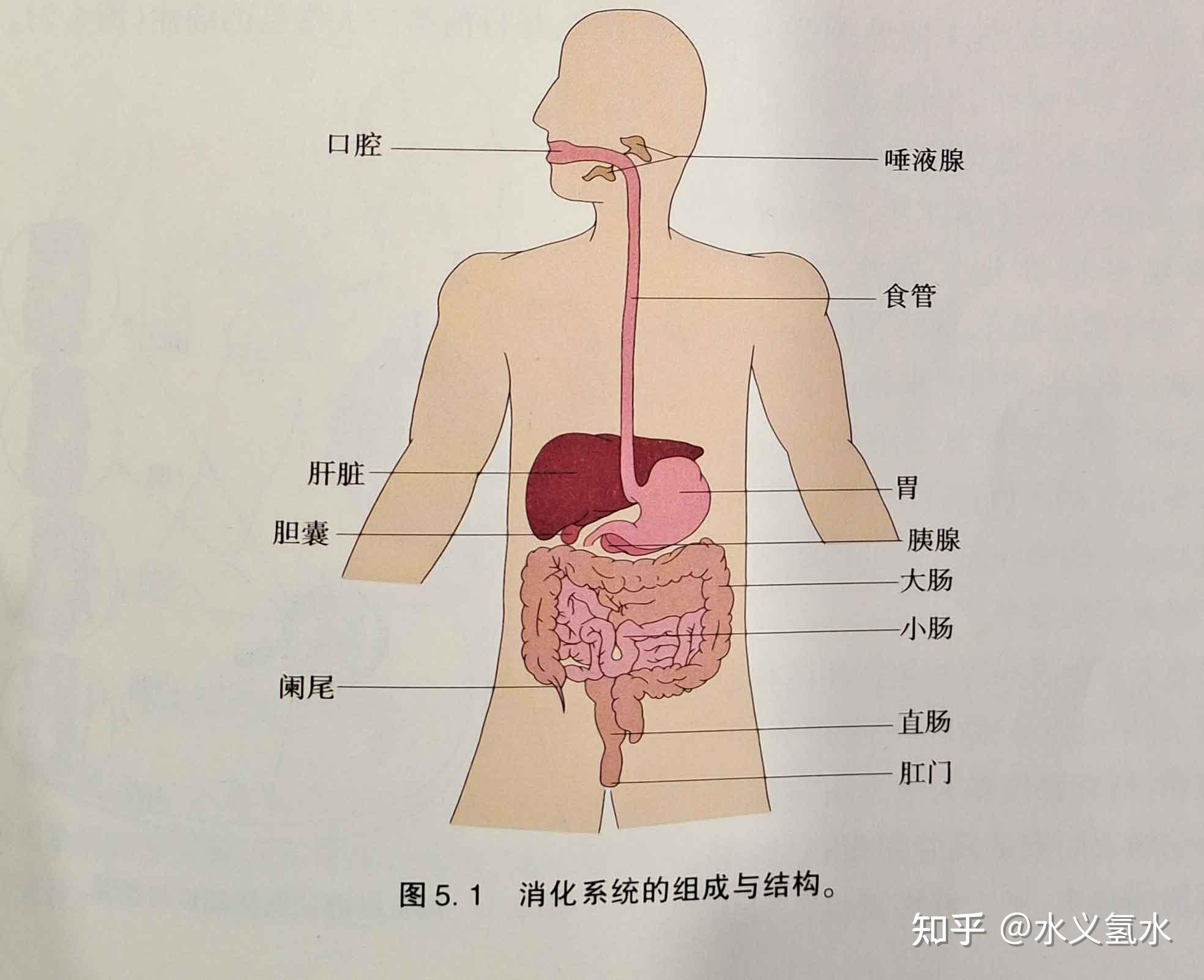 人体最大的消化器官图片