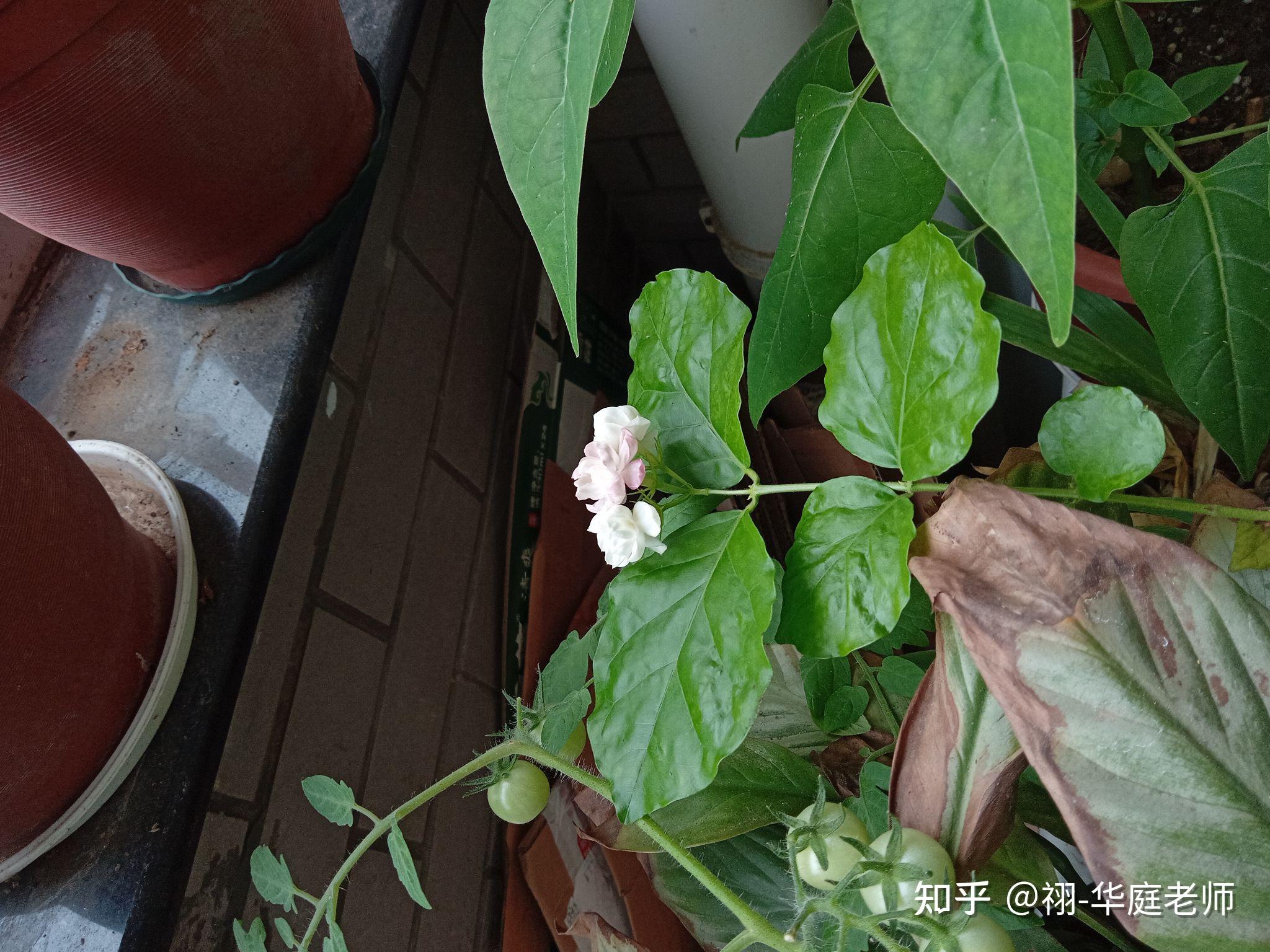 见过粉色的茉莉花吗? - 知乎