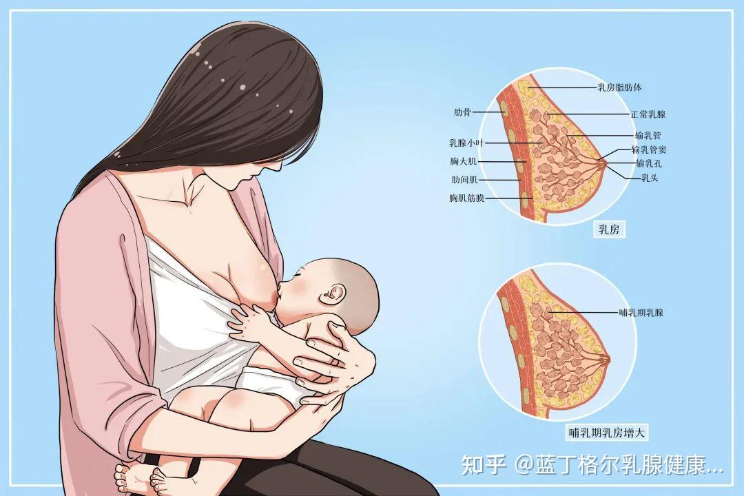 哺乳乳房下垂母乳喂养图片