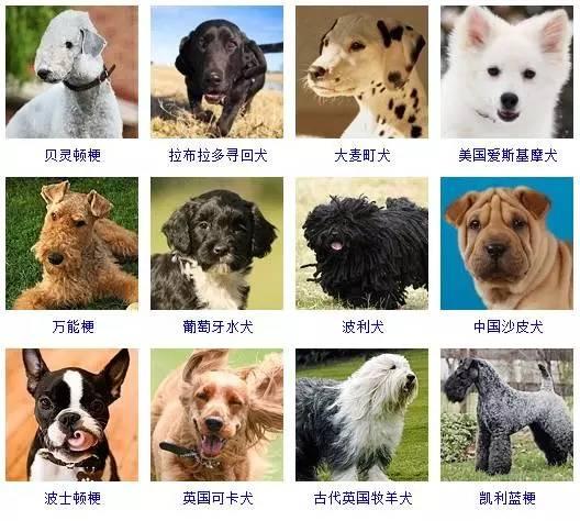 一篇文章让你分清所有狗的品种 - 知乎