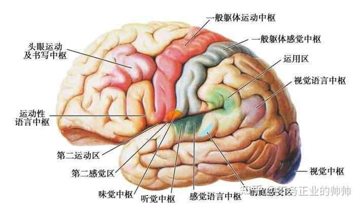 脑部分区