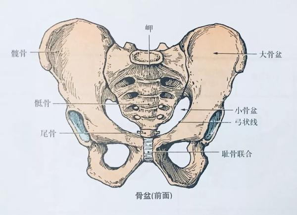 骨盆的平面和经线图图片