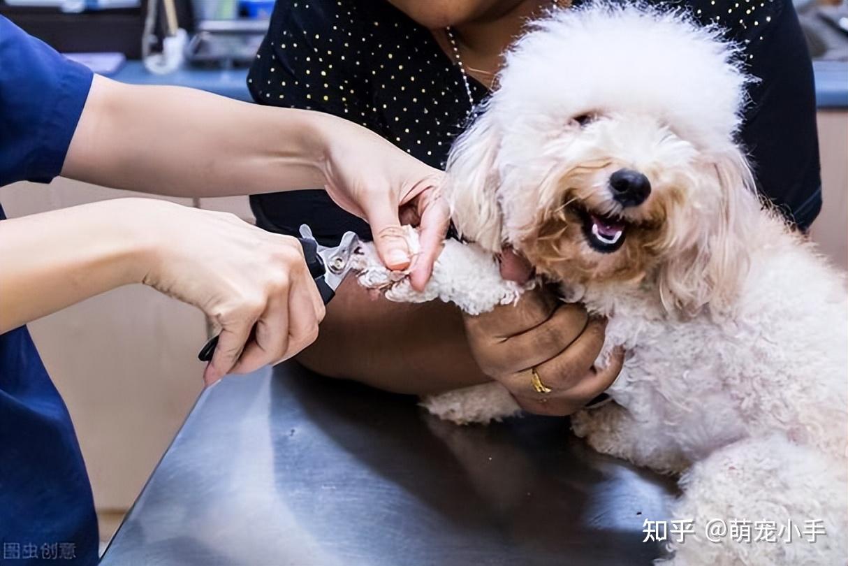 其实你“摸狗爪”,在狗眼里,是这么想的 - 知乎