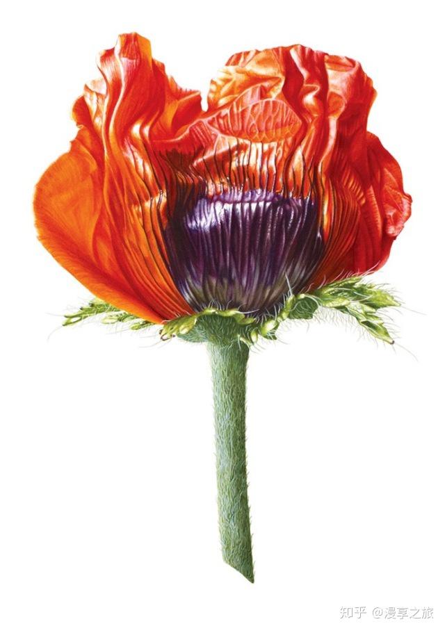 11.11开遍英国的小红花