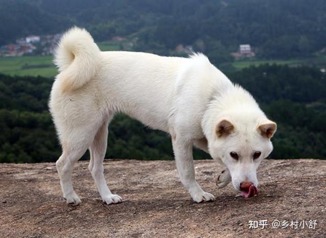 在农村，如何挑选一只好的土狗养？ - 知乎