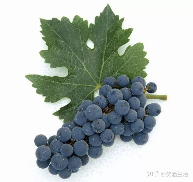 赤霞珠每天3分钟读懂一个葡萄品种