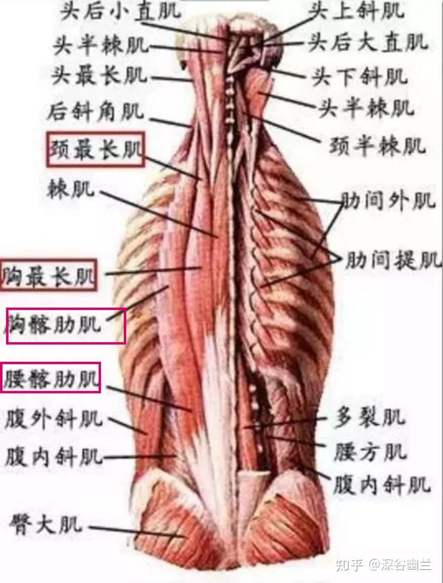 髂前下棘肌肉图片