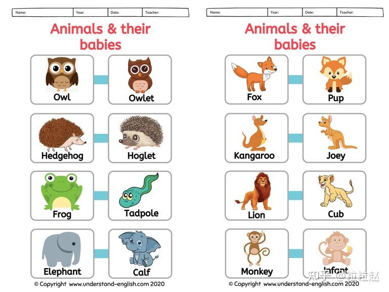 英文中大部分動物的動物寶寶都有單獨的名稱,例如,小貓不叫cat, 叫