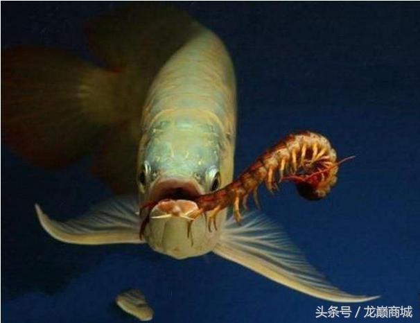 文章昆虫类食物对于龙鱼成长的利弊与龙鱼食物—昆虫篇 续谈有具体