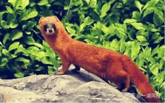 有关"癞蛤蟆黄鼠狼"的搞笑歇后语