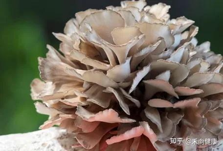 这个会跳舞的菌菇竟然有如此大的功效 - 知乎