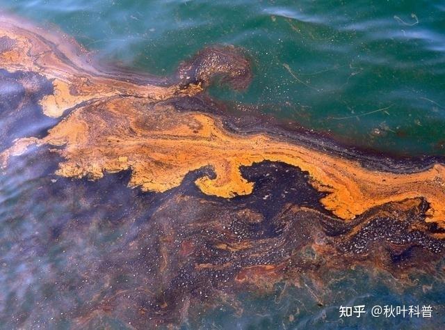为什么海洋石油污染会造成海鸟大量死亡